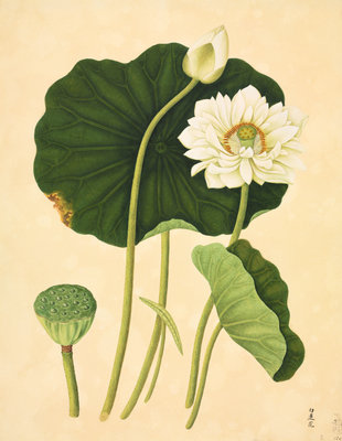 Sacred lotus by John Reeves - print