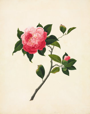 Pink Camellia by John Reeves - print