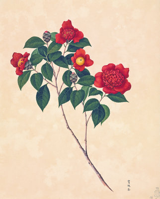 Red Camellia by John Reeves - print