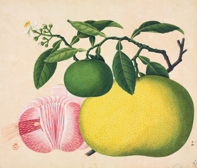 Grapefruit by John Reeves - print