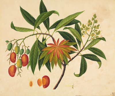 Mango by John Reeves - print