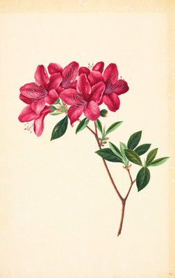Rhododendron by John Reeves - print