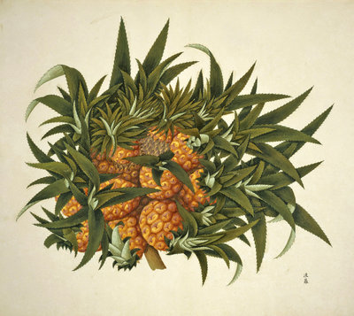 Pineapple by John Reeves - print