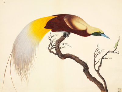 Greater Bird of Paradise by John Reeves - print
