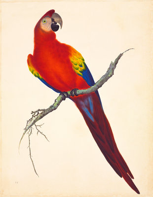Fine Art Print of Scarlet macaw by John Reeves