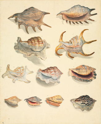 Shells (pink, spiked) by John Reeves - print