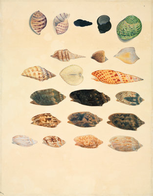 Fine Art Print of Small conch shells by John Reeves
