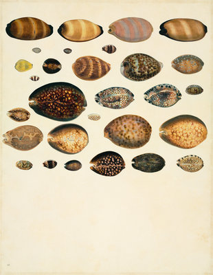 Fine Art Print of Molluscs by John Reeves