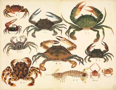 Fine Art Print of Crustaceans by John Reeves