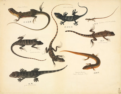 Fine Art Print of Lizards by John Reeves