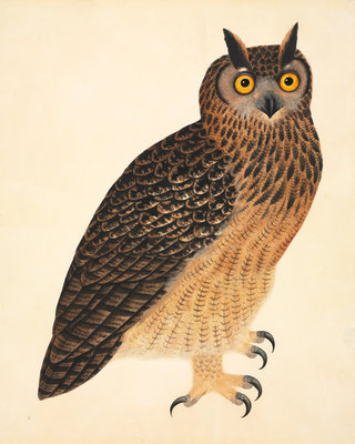 Fine Art Print of Eurasian eagle-owl by John Reeves