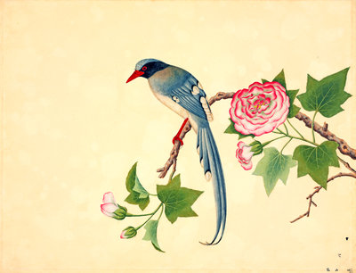 Red-billed blue magpie by John Reeves - print