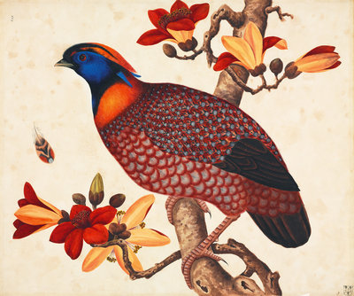 Fine Art Print of Temminck's tragopan by John Reeves