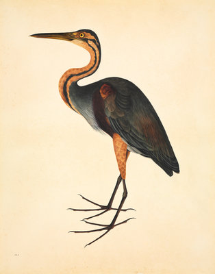 Fine Art Print of Purple heron by John Reeves
