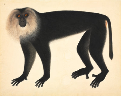 Fine Art Print of Lion-haired macaque by John Reeves