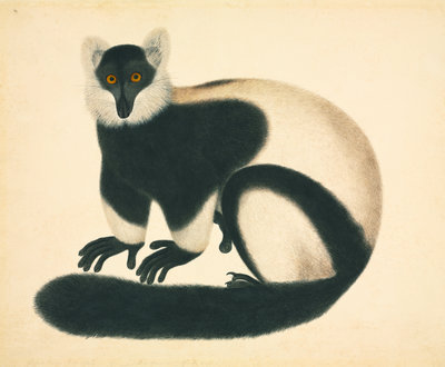 Fine Art Print of Ruffed lemur by John Reeves
