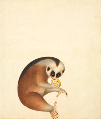Fine Art Print of Bengal slow loris by John Reeves