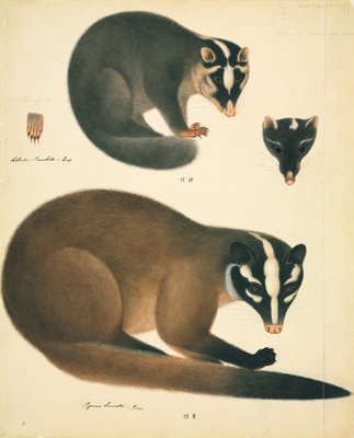 Fine Art Print of Chinese ferret badger by John Reeves