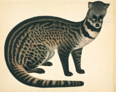 Fine Art Print of Large Indian Civet by John Reeves