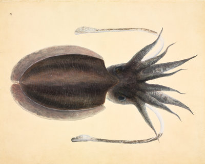 Fine Art Print of Squid by John Reeves