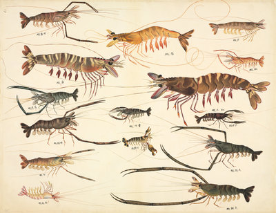Fine Art Print of Shrimps by John Reeves