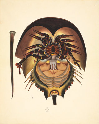 Fine Art Print of Horseshoe crab by John Reeves
