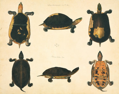 Fine Art Print of Turtles by John Reeves