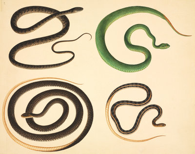 Fine Art Print of Snakes by John Reeves