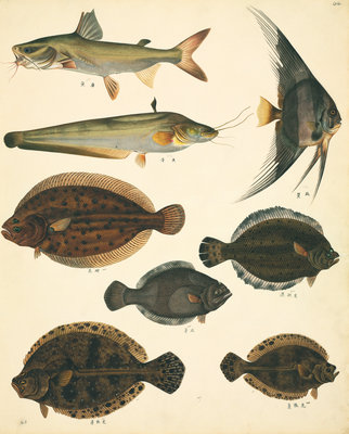 Fine Art Print of Fish by John Reeves