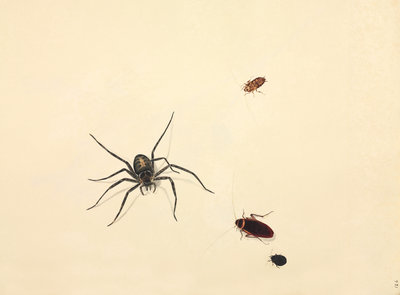 Spider by John Reeves - print