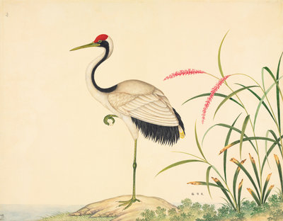 Fine Art Print of Red-crowned crane by John Reeves