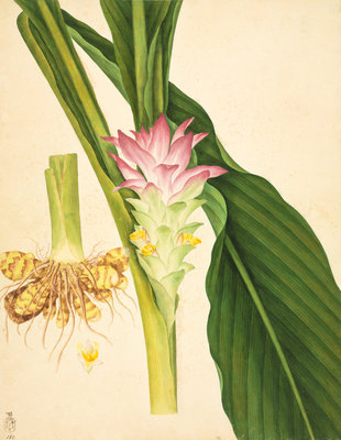 Ginger by John Reeves - print