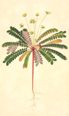 Sikerpud by John Reeves - print