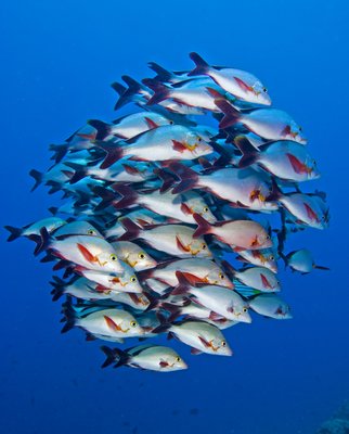 Fine Art Print of Snappers in synchrony by Alexander Mustard