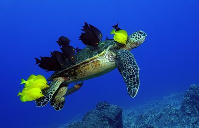 Fine Art Print of Turtle grooming by Andrew Seale