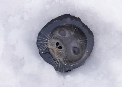 Fine Art Print of Ice hole by Baard Næss