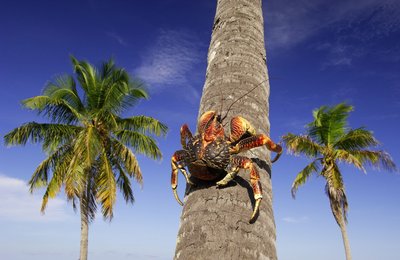 Fine Art Print of Coconut crab going up by Jan Vermeer