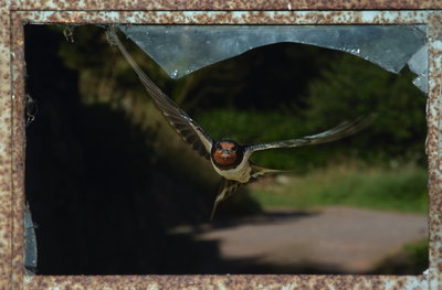 Fine Art Print of Swallow in the frame by Stephen Powles