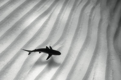 Fine Art Print of Lone shark by Alexander Mustard