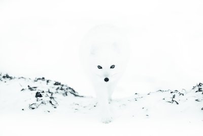 Fine Art Print of Encounter by Anna Henly