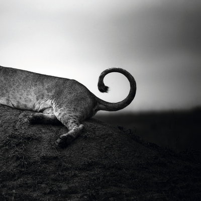 Fine Art Print of Lion's tail by Laurent Baheux