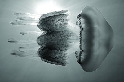 Fine Art Print of Sun jelly by Carlos Virgili