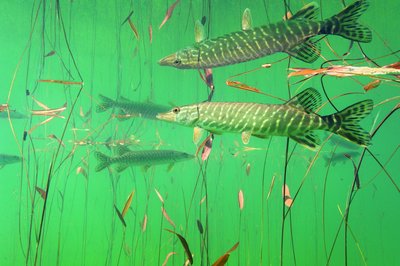 Fine Art Print of Pike reflection by Michel Loup