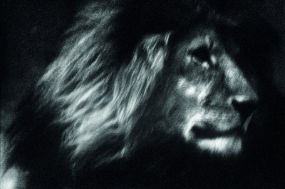 Fine Art Print of Lone lion by Britta Jaschinski