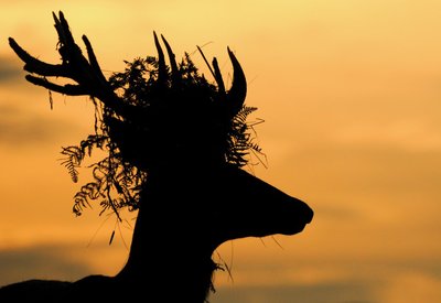 Fine Art Print of Royal headgear by Sam Rowley