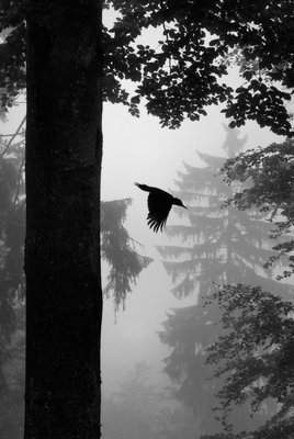 Fine Art Print of Black woodpecker in grey by David Hackel &amp; Michel Poinsignon
