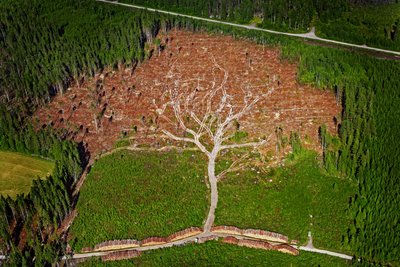 Hurricane tree by Joakim Berglund - print