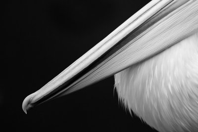 Fine Art Print of The bill by Wesley Cooper