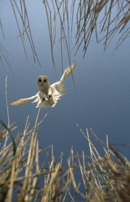 Fine Art Print of Barn owl - a vole's eye view by Nick Oliver