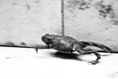 Fine Art Print of Super-toad by Will Jenkins